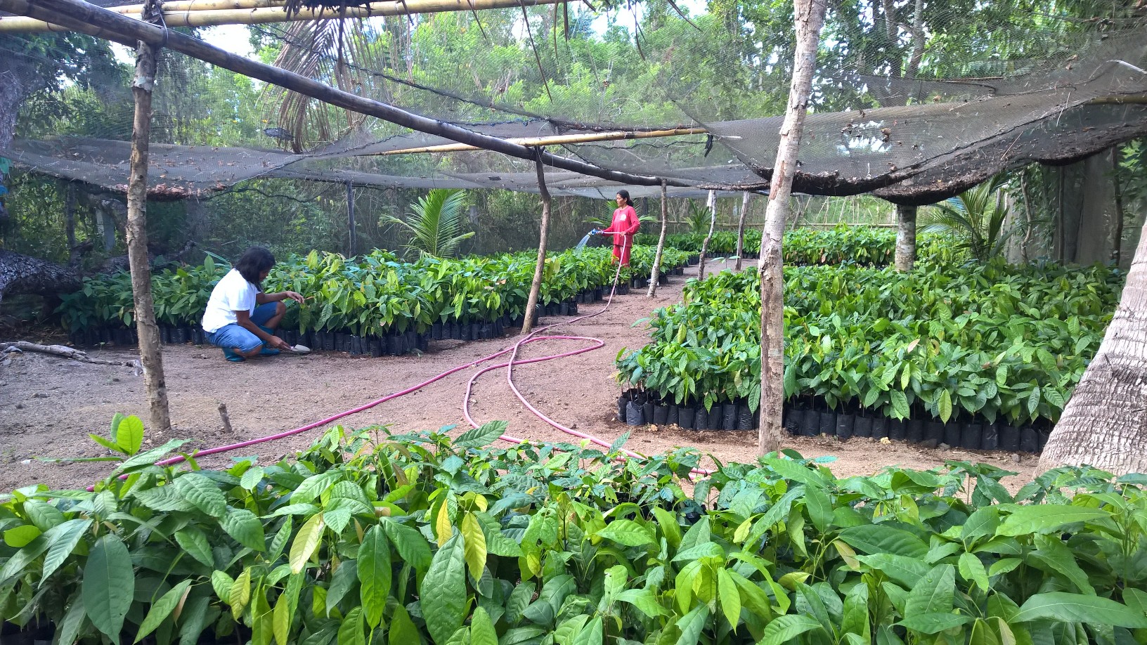 Growing Local Economies